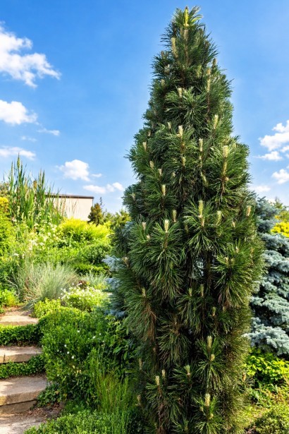 Сосна чорна Комет